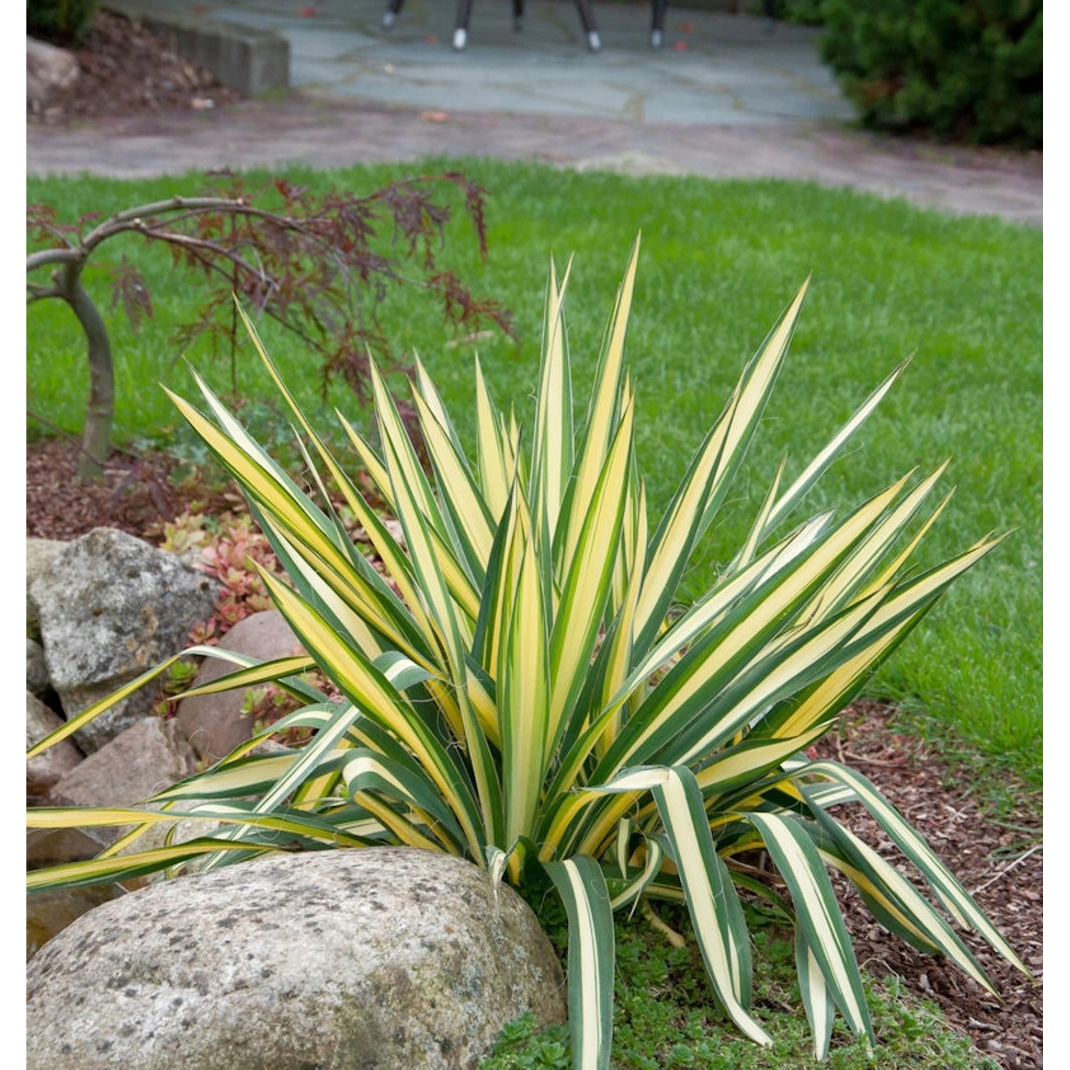 Palmlilie Colour Guard - großer Topf - Yucca filamentosa günstig online kaufen