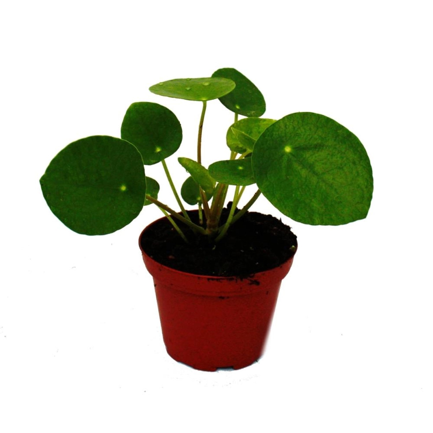 Exotenherz Mini Pilea Peperomioides Glückstaler Chinesischer Geldbaum Bauch günstig online kaufen