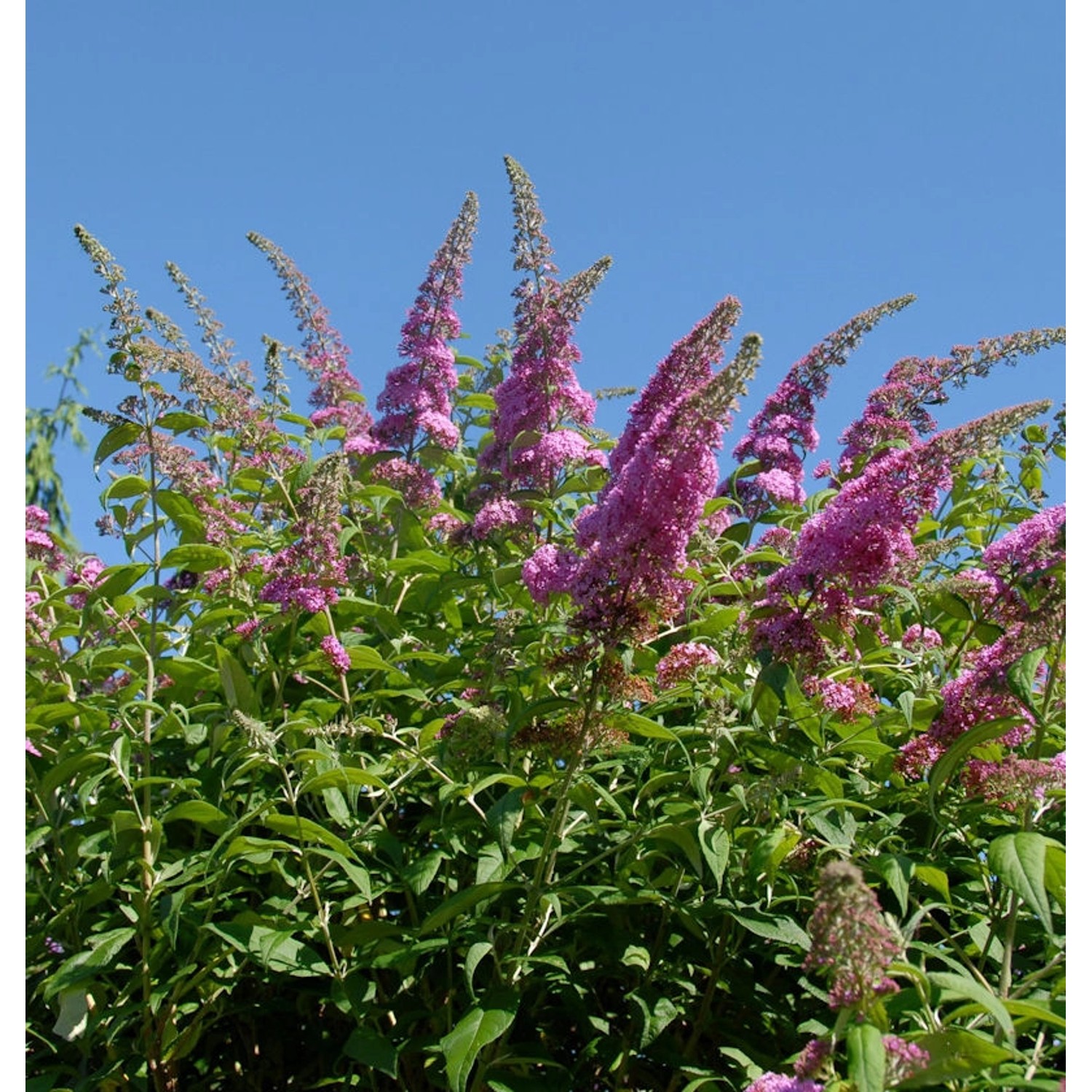 Schmetterlingsflieder Reve de Papillon Pink 40-60cm - Buddleja günstig online kaufen