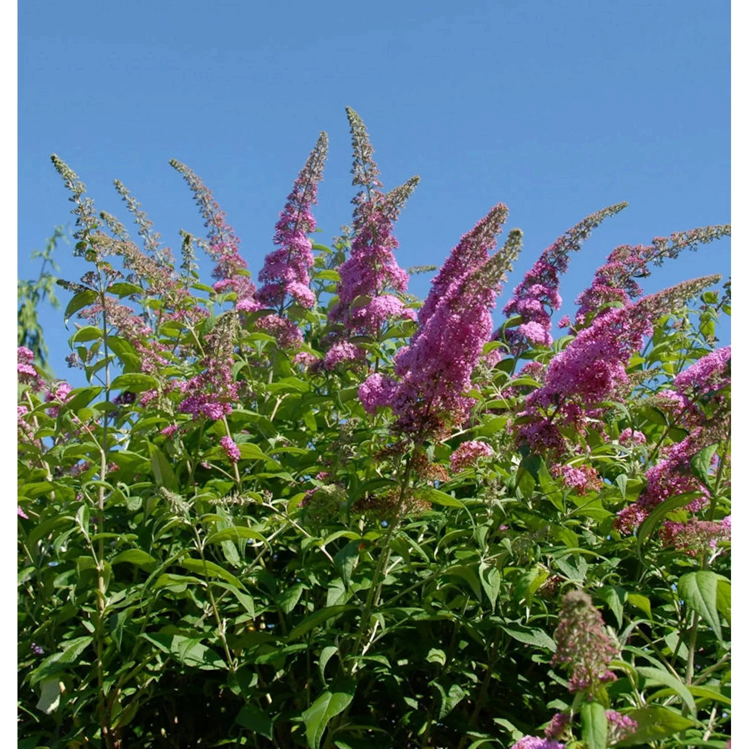 Schmetterlingsflieder Reve de Papillon Pink 60-80cm - Buddleja günstig online kaufen