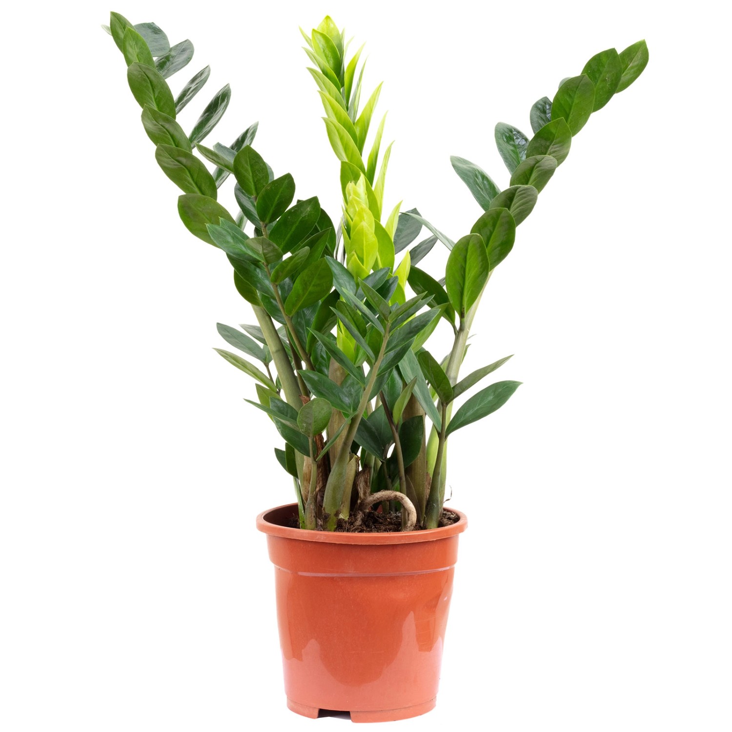 Value Greens Glücksfeder Zamioculcas  Perfekt für Büro & Wohnung & Lichtarm günstig online kaufen