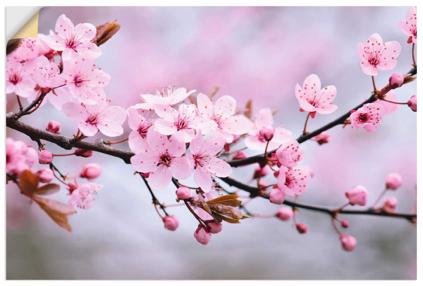 Artland Wandbild »Kirschblüten«, Blumen, (1 St.) günstig online kaufen