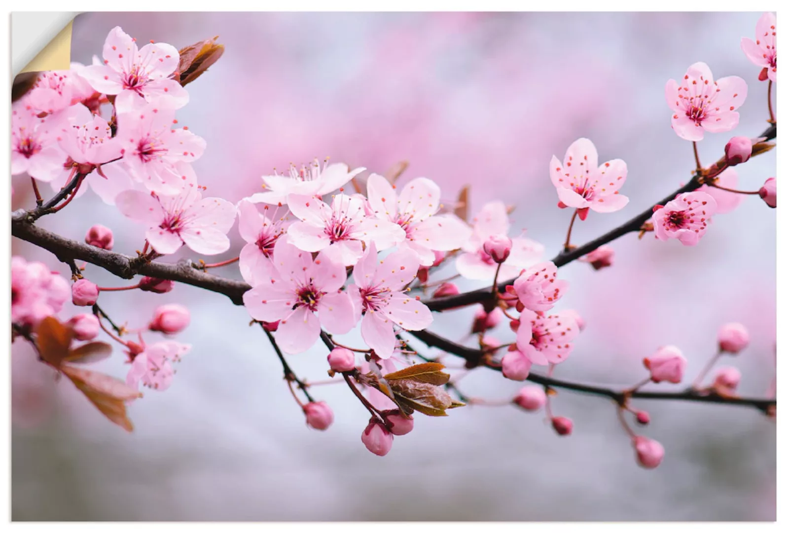 Artland Wandbild »Kirschblüten«, Blumen, (1 St.), als Alubild, Outdoorbild, günstig online kaufen