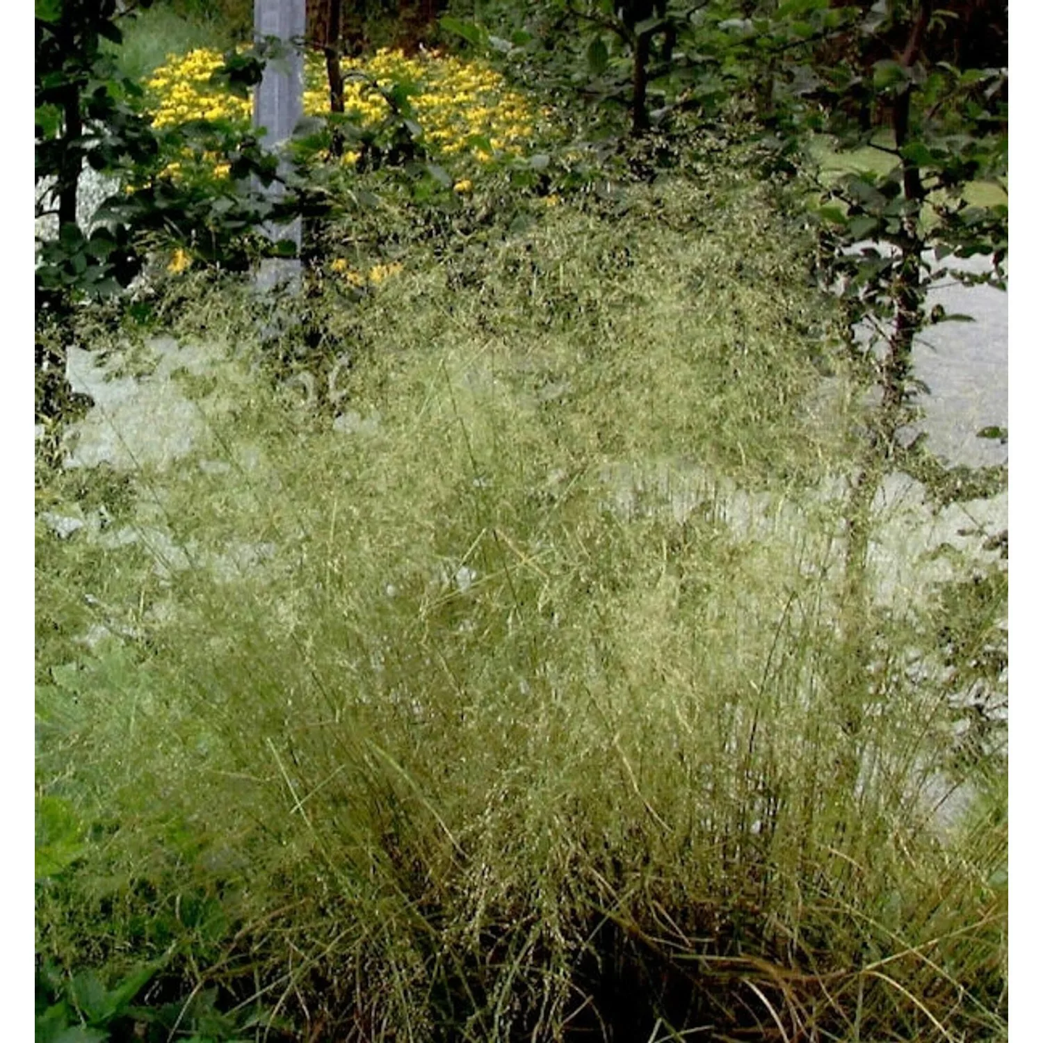 Waldschmiele Tardiflora - Deschampsia günstig online kaufen