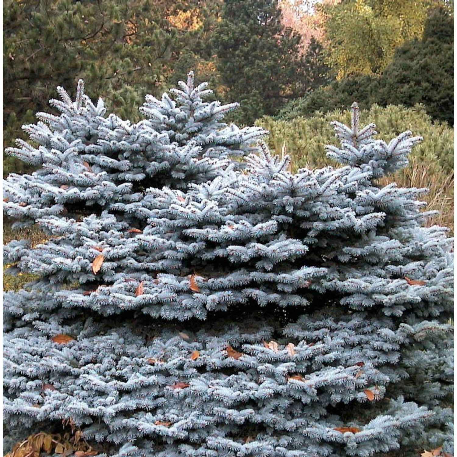 Zwergblaufichte 25-30cm - Picea pungens günstig online kaufen