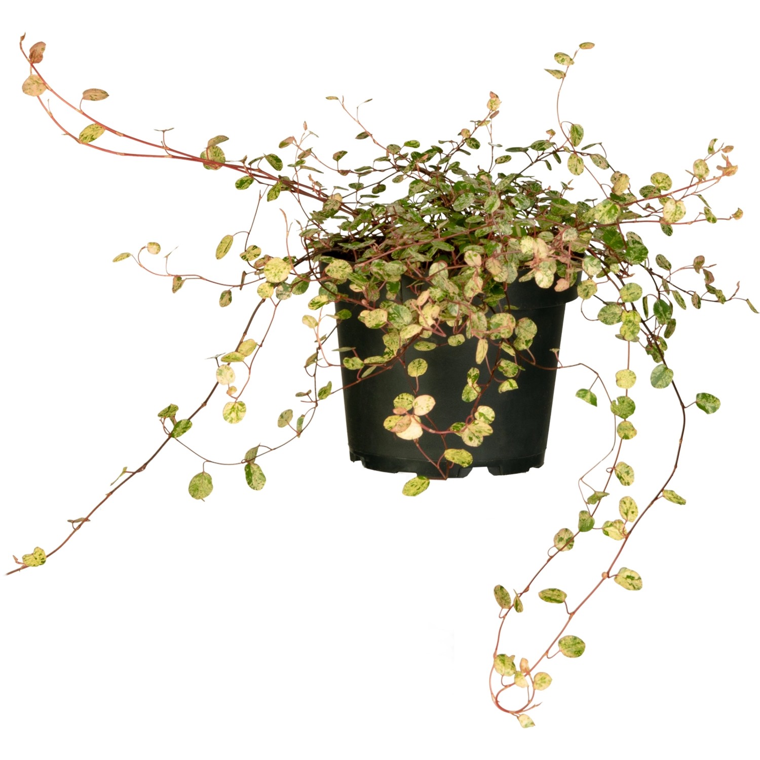 GROW by OBI Mühlenbeckie ca. 10 - 20 cm Muehlenbeckia günstig online kaufen