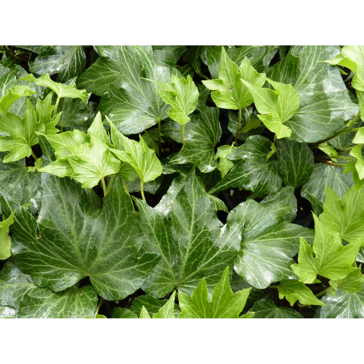 Grüner Efeu Green Ripple Topf-Ø ca. 9 cm Hedera helix günstig online kaufen