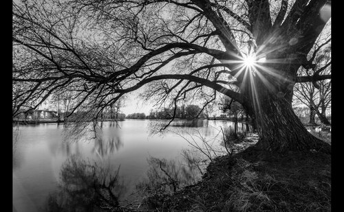 Papermoon Fototapete »Baumsee Sonnenaufgang« günstig online kaufen