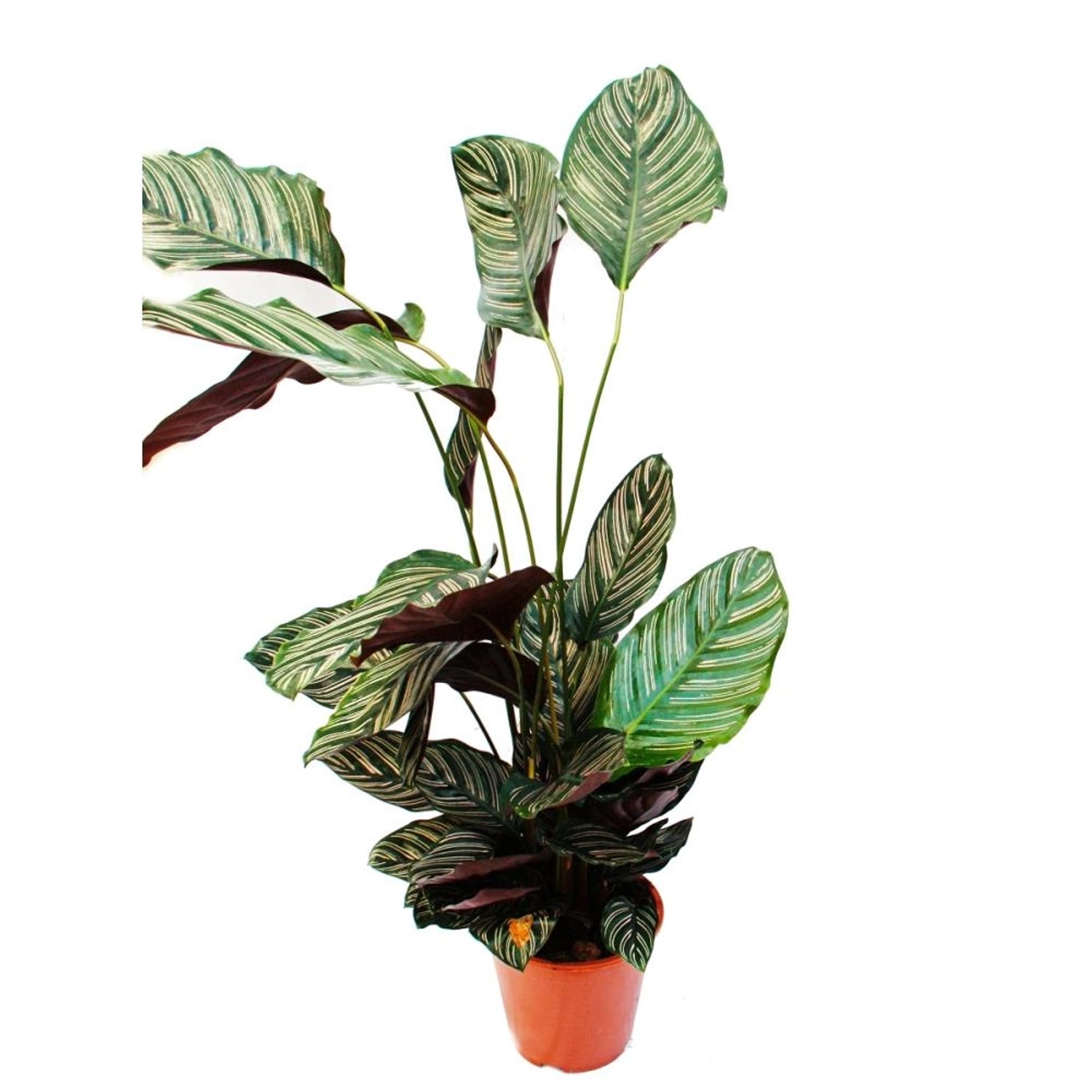 Exotenherz XXL-Schattenpflanze mit Ausgefallenem Blattmuster Calathea Ornat günstig online kaufen