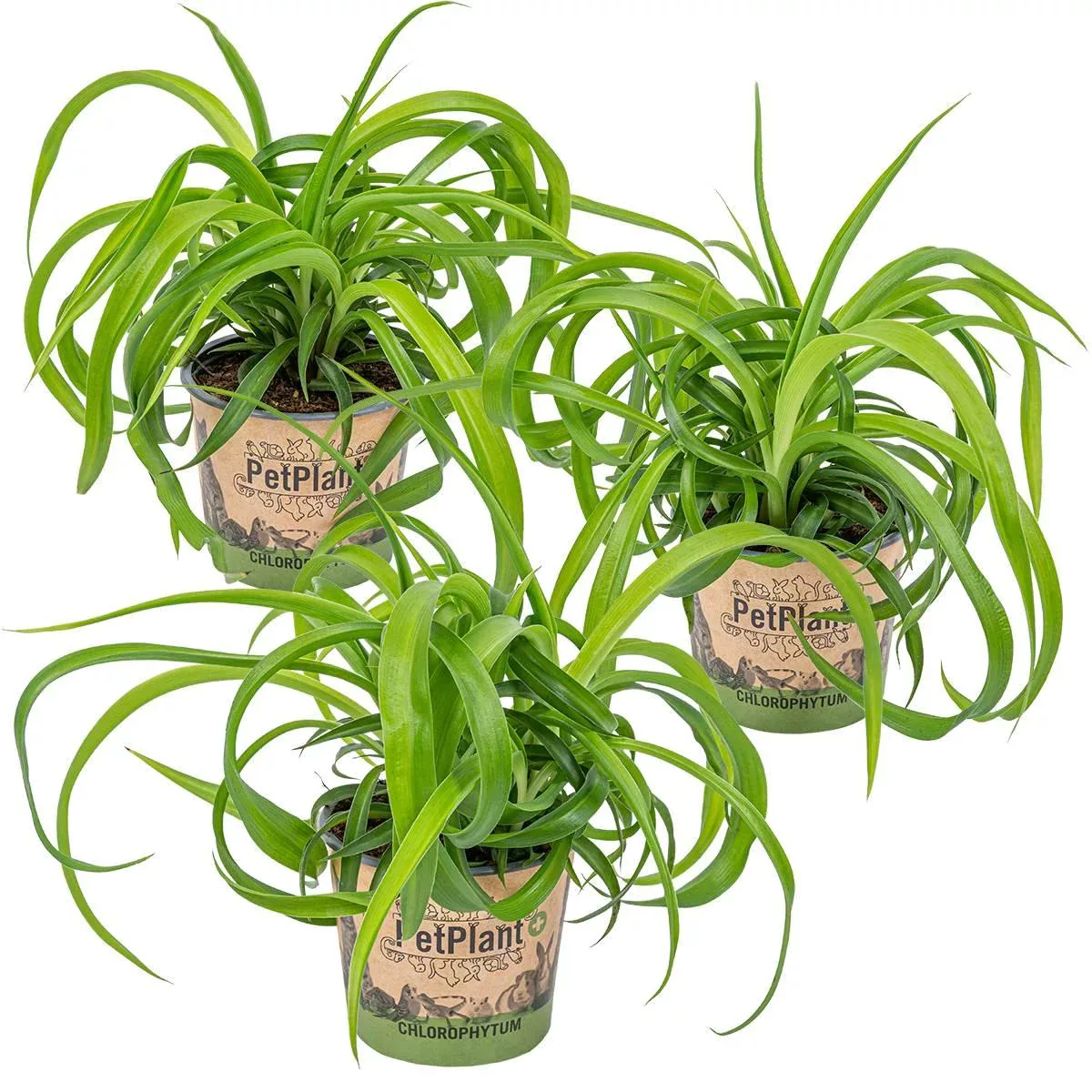 Casa Caron | 3er Set Chlorophytum Green Bonnie günstig online kaufen