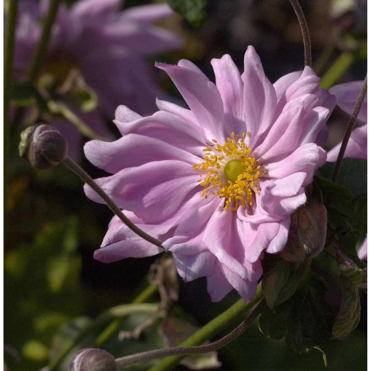 Herbstanemone Monte Rose - Anemone japonica günstig online kaufen