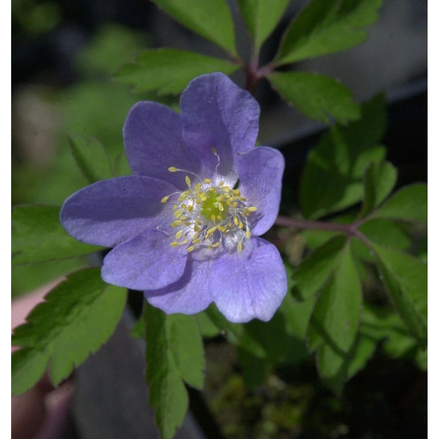 Buschwindröschen Robinson - Anemone nemorosa günstig online kaufen