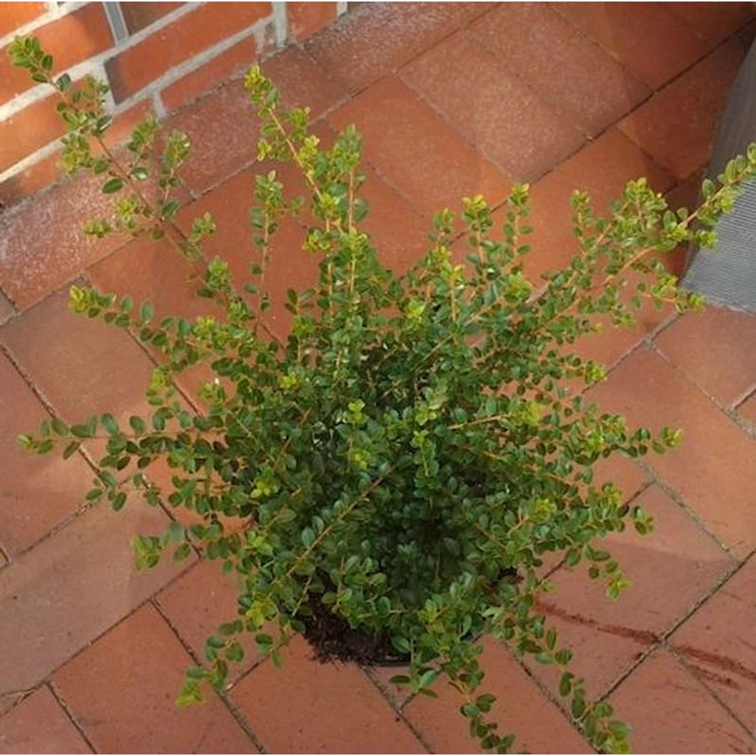 Breite Berg Ilex Shogun 20-25cm - Ilex crenata günstig online kaufen