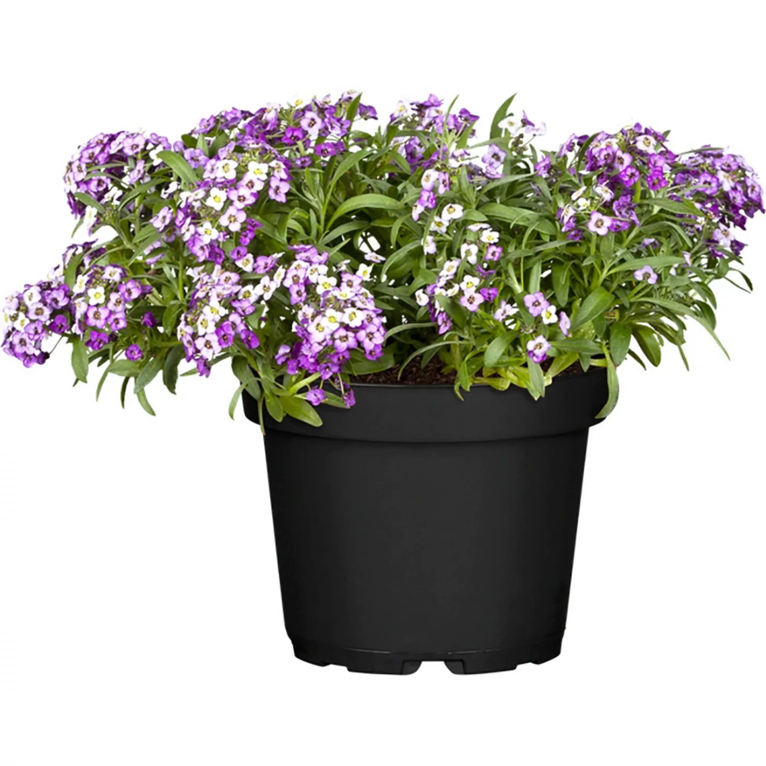 GROW by OBI Steinkraut Topf-Ø ca. 12 cm Lobularia maritima günstig online kaufen