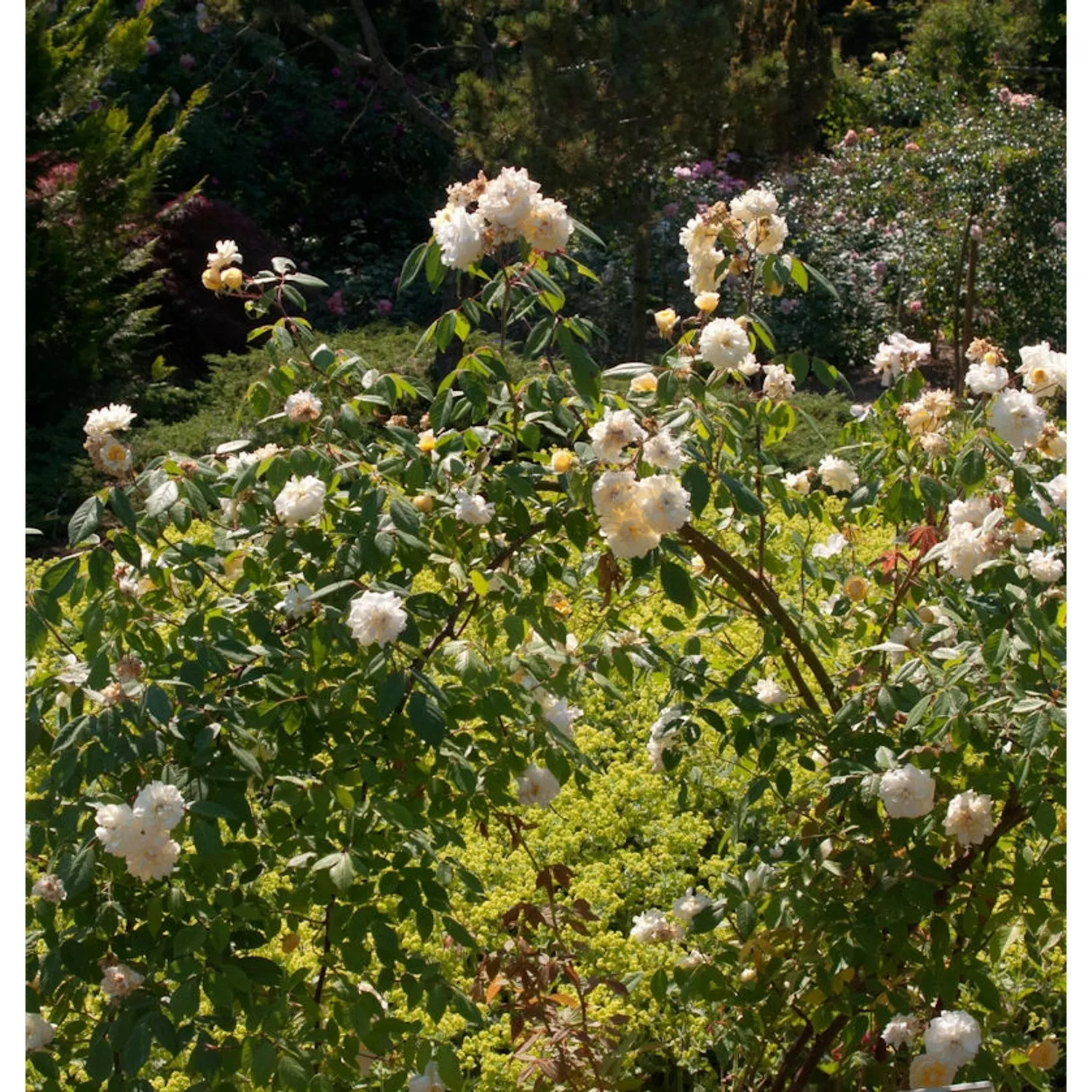 Kletterrose Malvern Hills 30-60cm günstig online kaufen