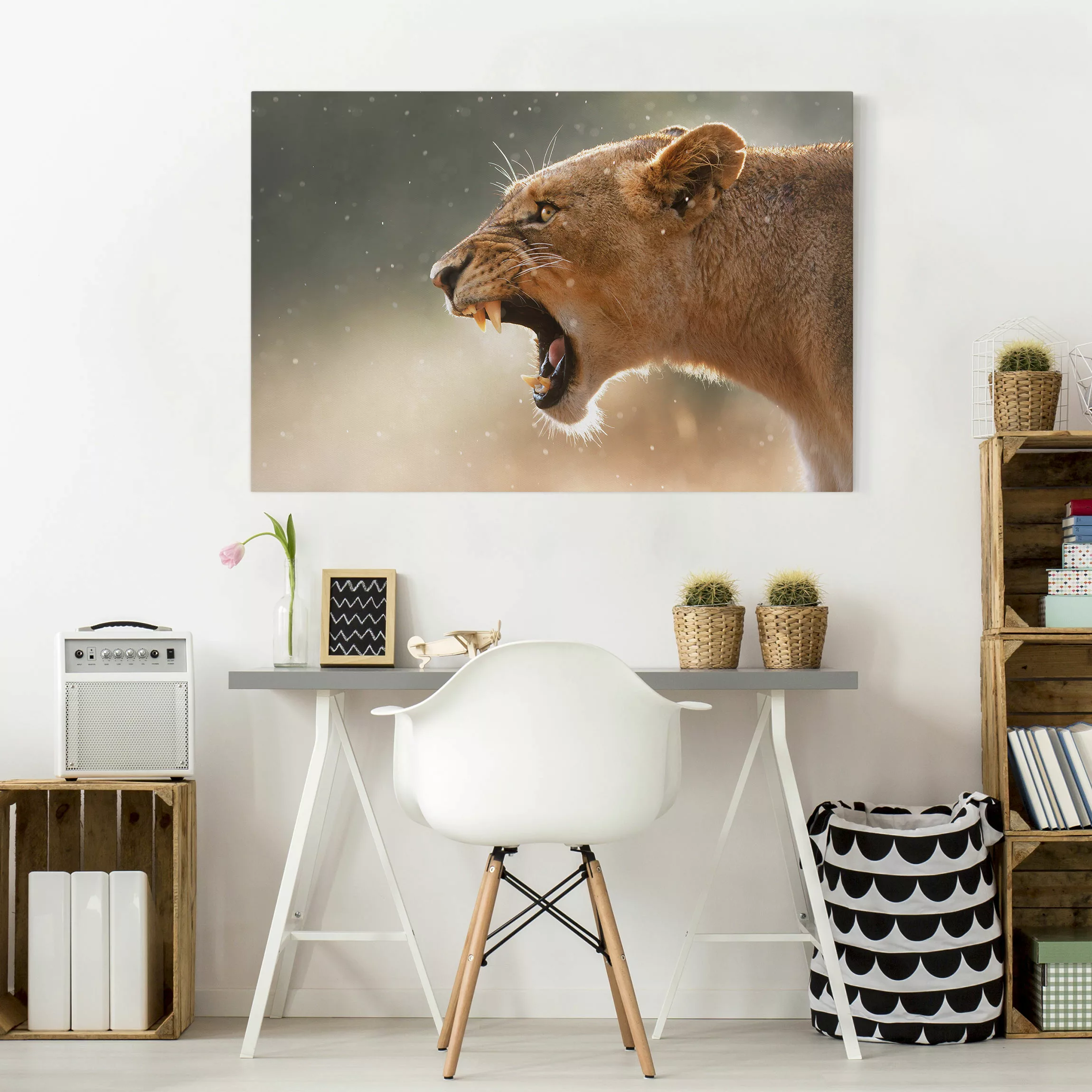 Leinwandbild Tiere - Querformat Löwin auf der Jagd günstig online kaufen