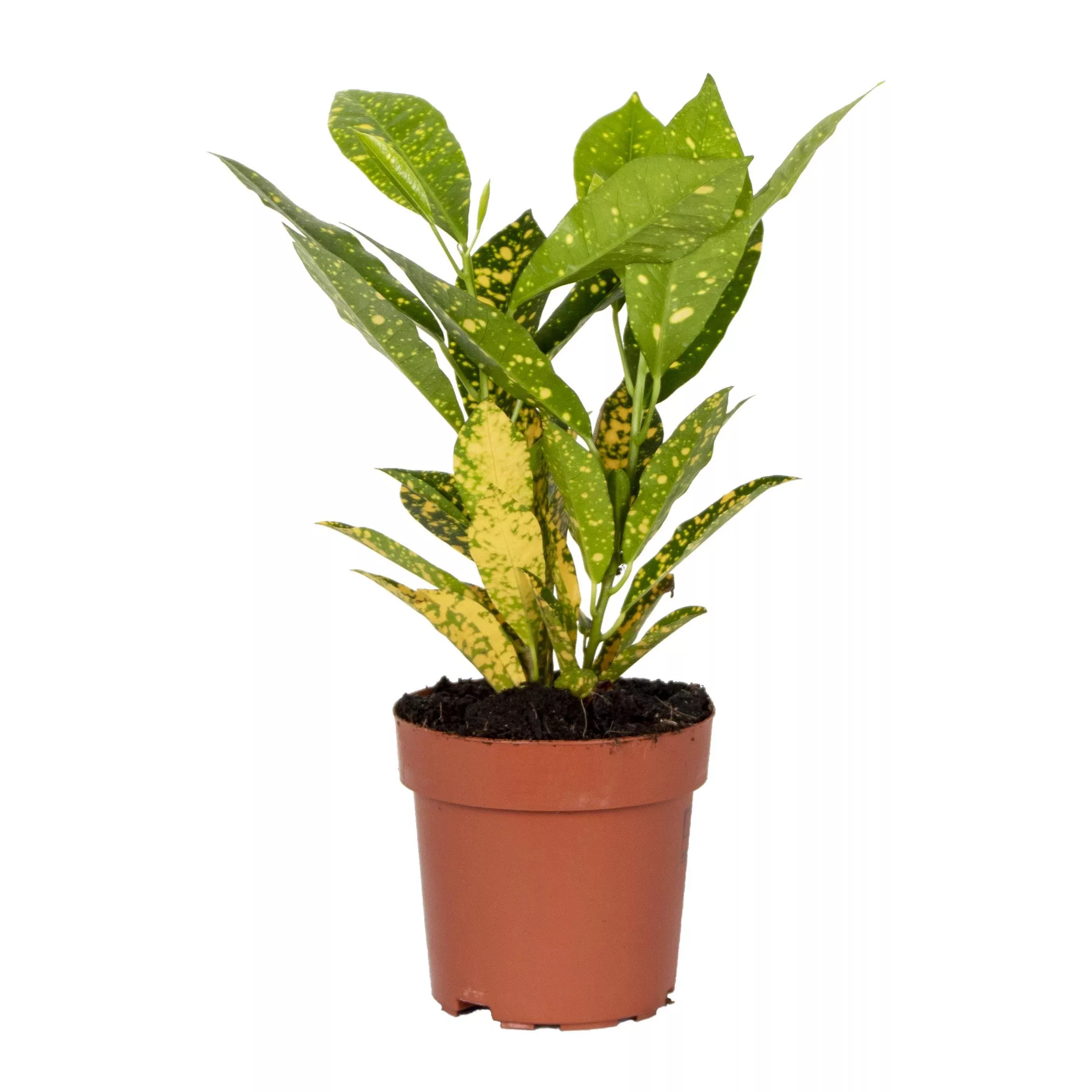 Casa Caron | Codiaeum Sonniger Stern günstig online kaufen