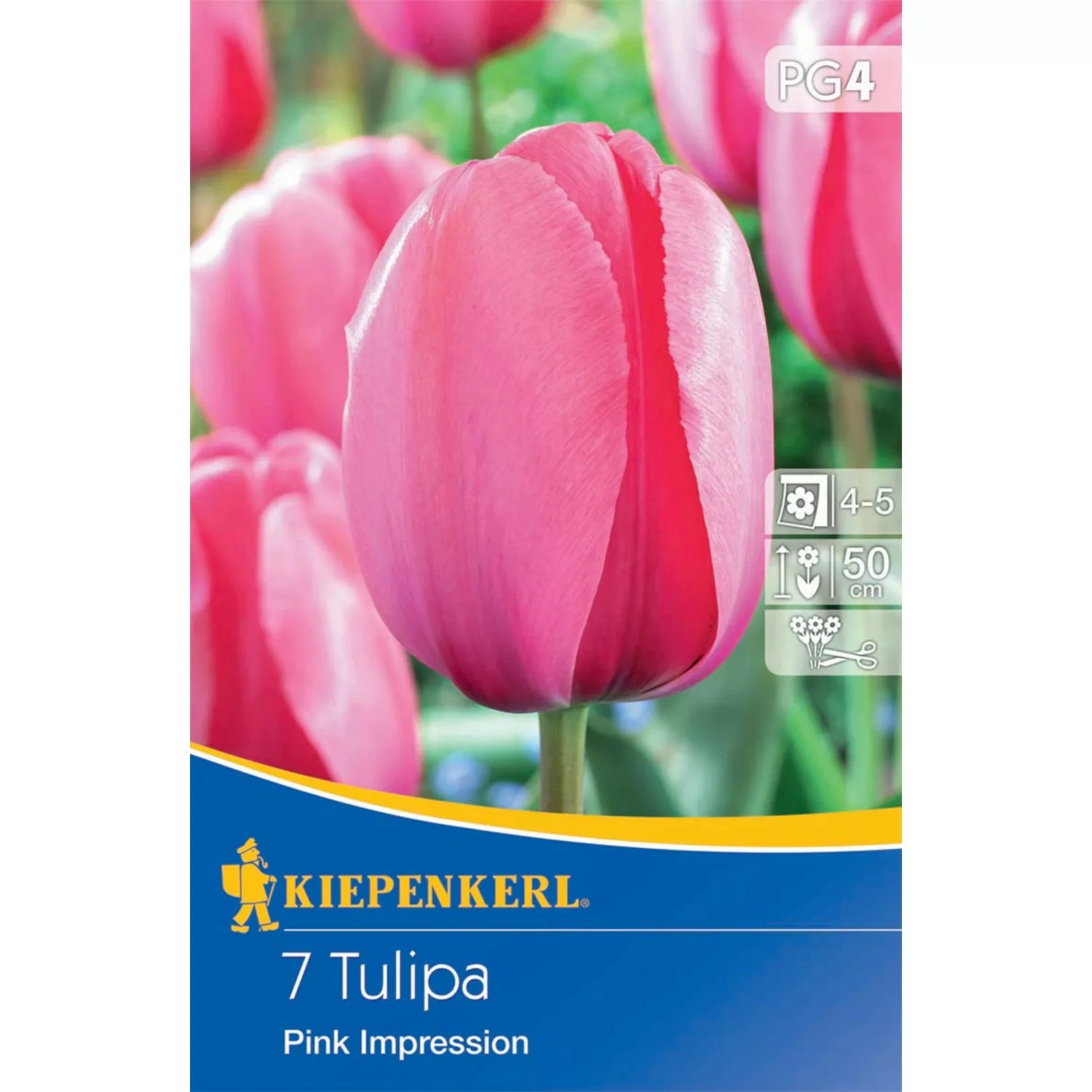 Kiepenkerl Blumenzwiebeln Darwin-Hybrid-Tulpen Pink Impression 7 Stück günstig online kaufen