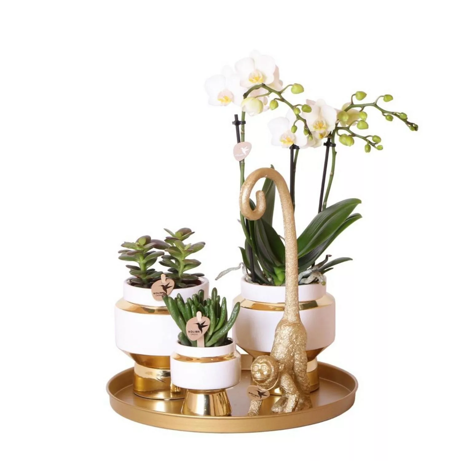 Kolibri Pflanzenset Luxury Living Grünpflanzen mit Weißer Phalaenopsis Orch günstig online kaufen
