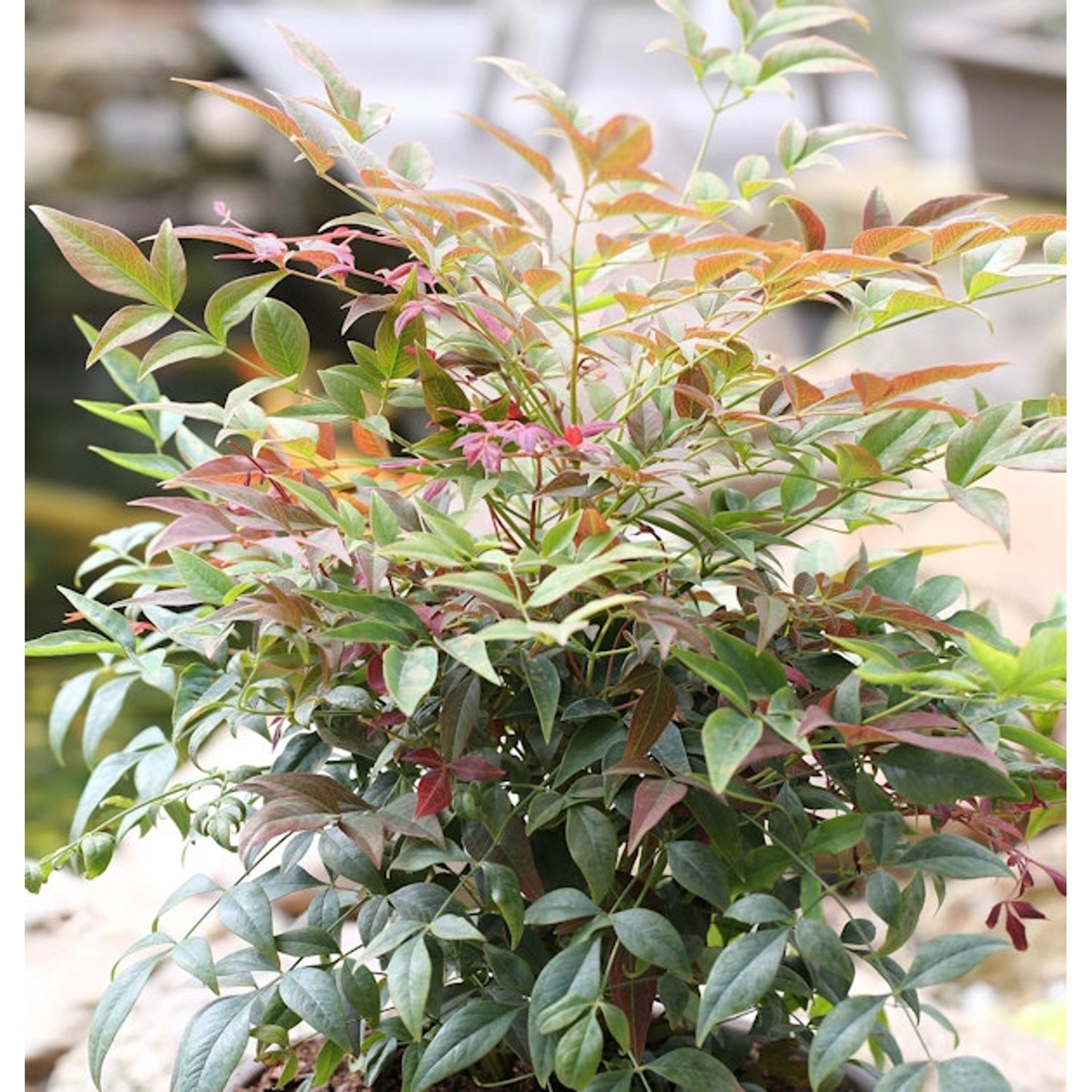 Himmelsbambus Obsessed 40-50cm - Nandina domestica günstig online kaufen