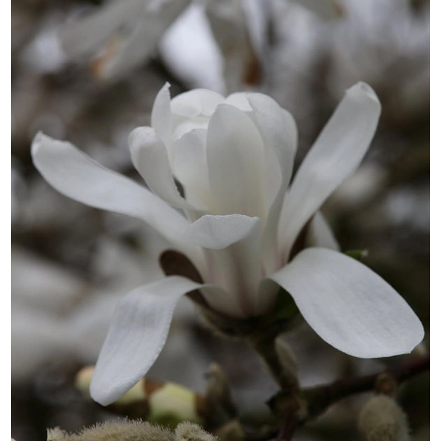 Kleine Sternmagnolie 125-150cm - Magnolia stellata günstig online kaufen