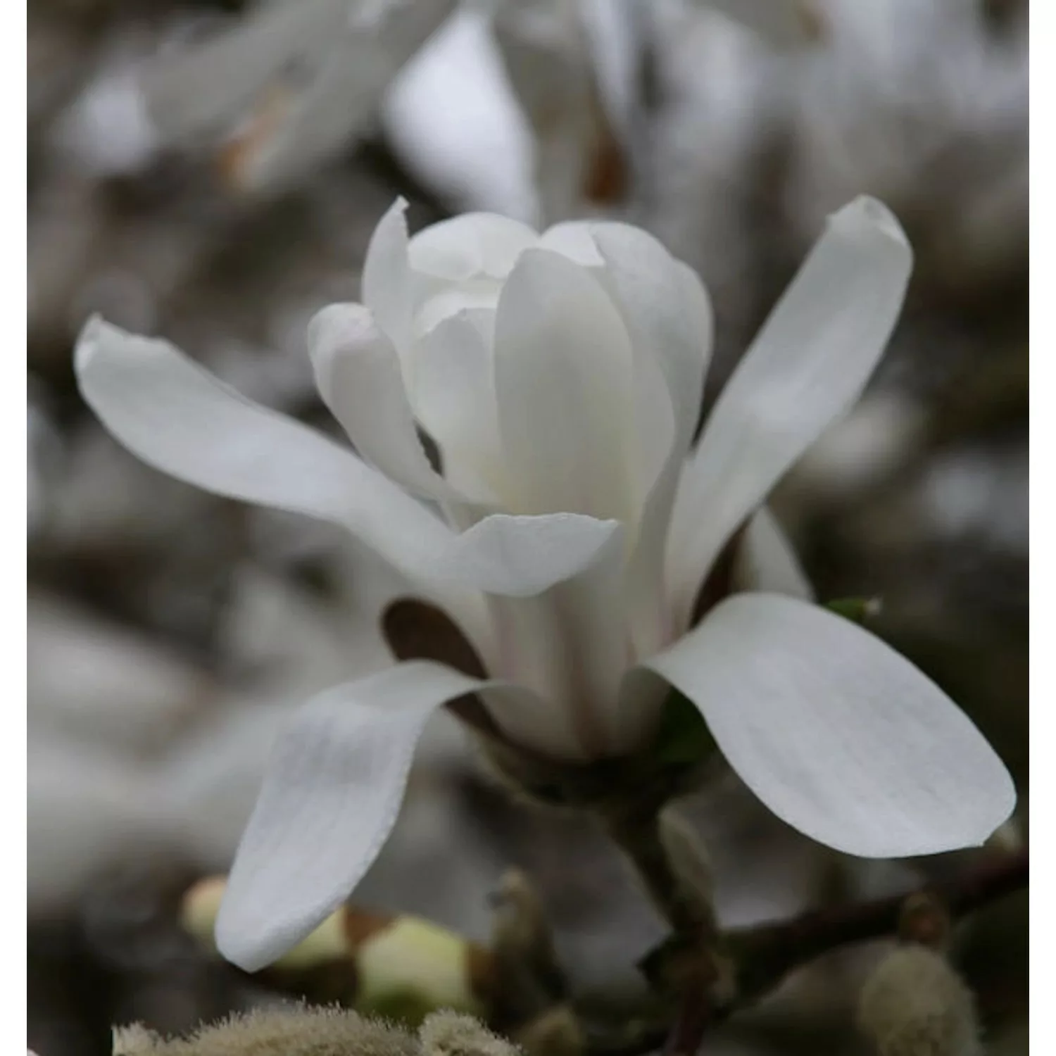 Kleine Sternmagnolie 60-80cm - Magnolia stellata günstig online kaufen