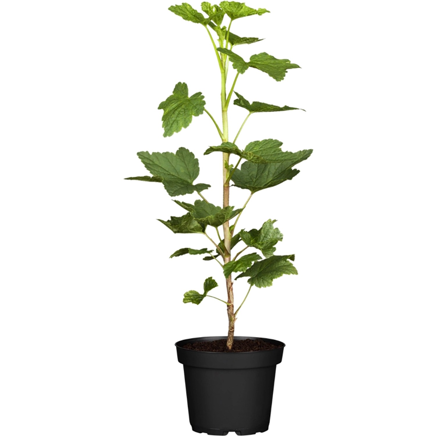 GROW by OBI Rote Johannisbeere Jonkheer van Tets ca. 40 - 60 cm Ribes rubru günstig online kaufen