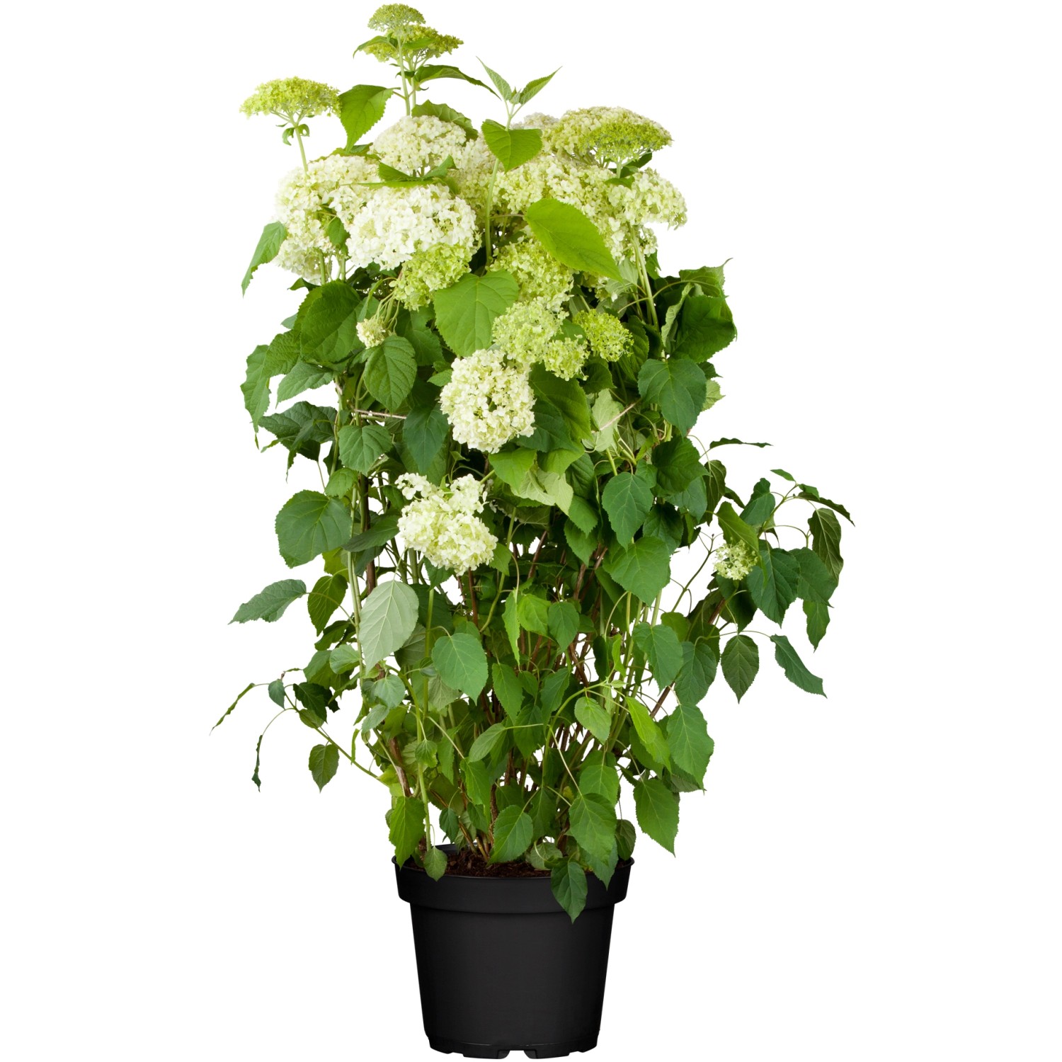 OBI Ballhortensie Annabelle Weiß Höhe ca. 40 - 50 cm Topf ca. 5 l Hydrangea günstig online kaufen