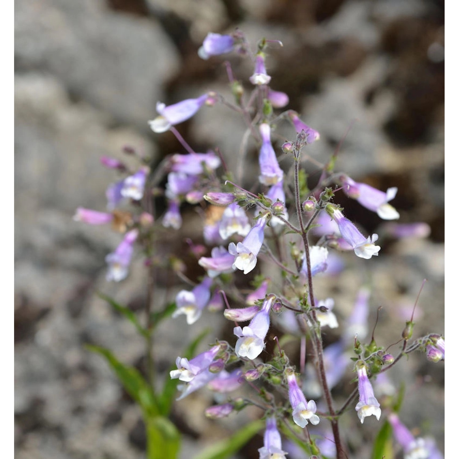 Rauhaariger Bartfaden - Penstemon hirsutus günstig online kaufen