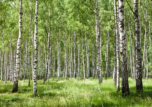 Papermoon Fototapete »Birkenwald« günstig online kaufen