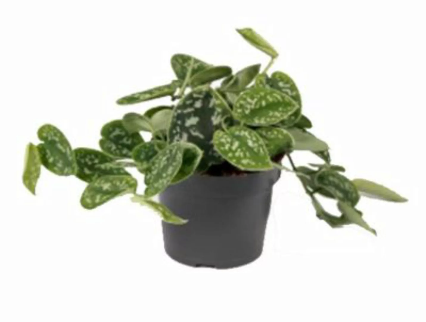 Gärtnerei Müller Efeutute (Epipremnum aureum), Sorte: Pictus, im 12cm Topf günstig online kaufen