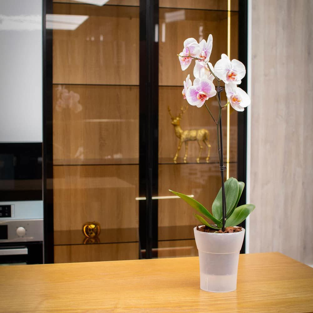 Happy plants Blumentopf Dali-Dea - Selbstbewässernder günstig online kaufen